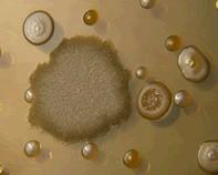 water bacteria water bacteria